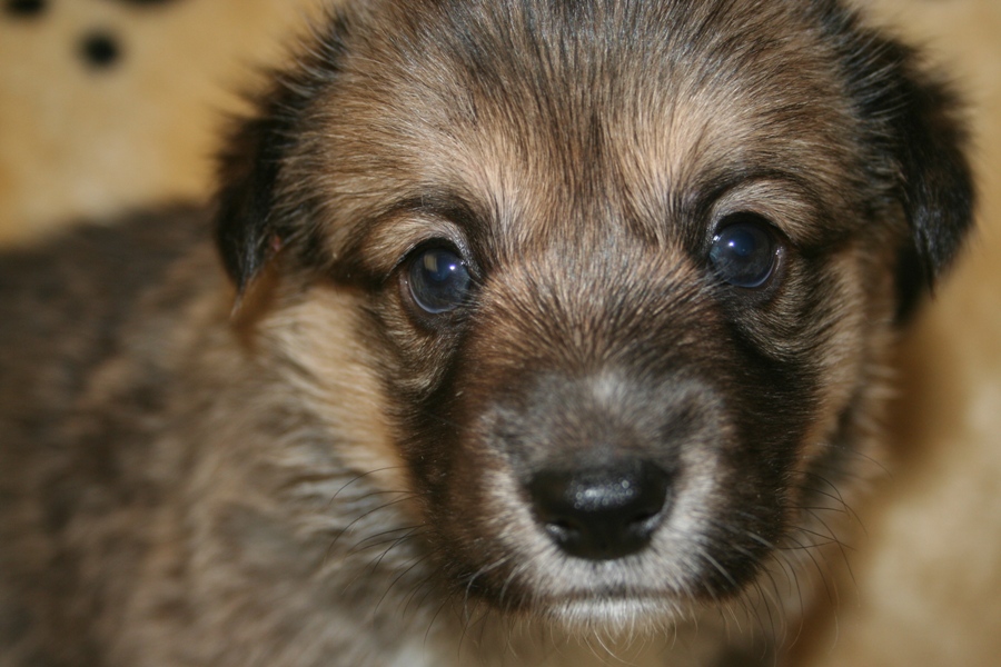 Puppies